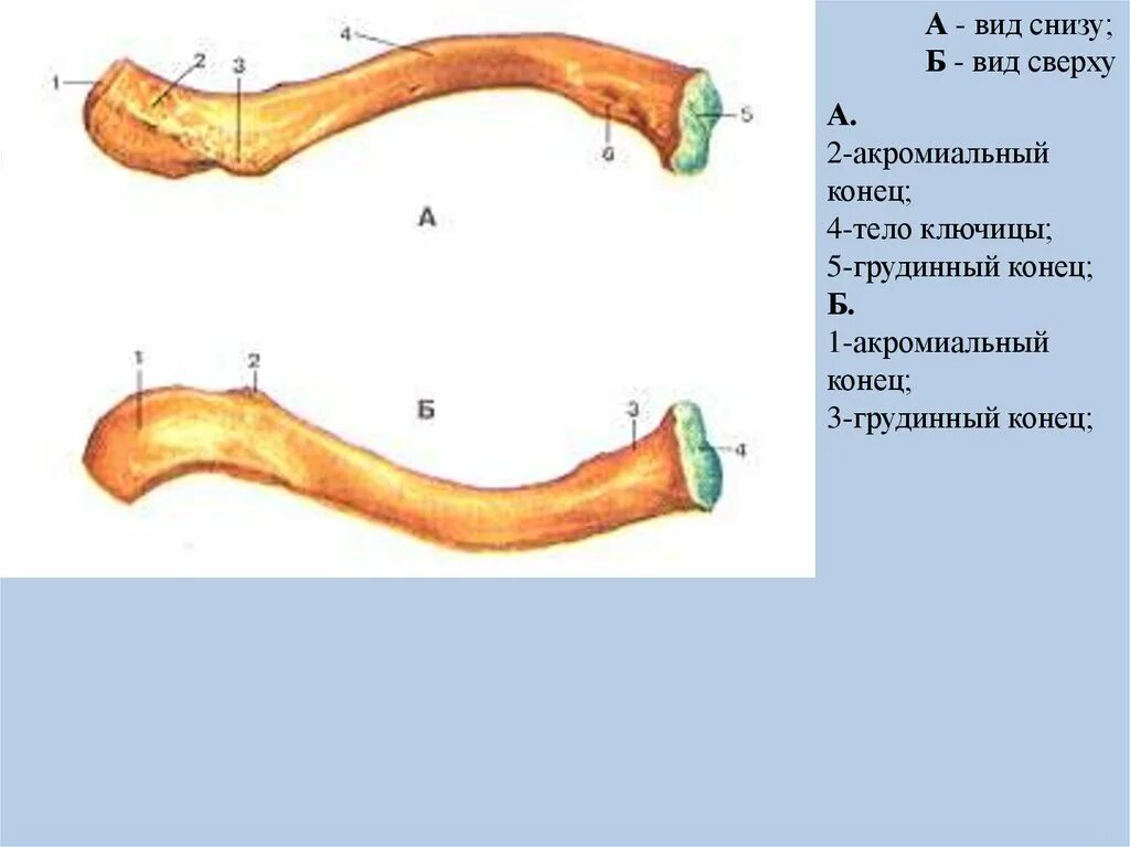 Сверху кожа снизу. Ключица анатомия. Строение правой ключицы. Строение ключицы сверху и снизу. Ключица анатомия строение.