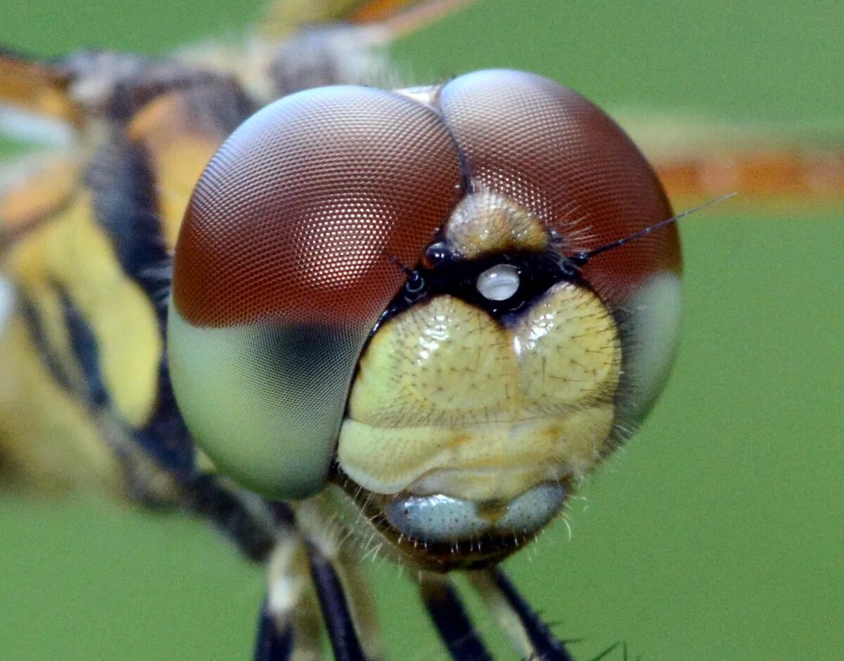 Фасеточные глаза Стрекозы. Строение фасеточного глаза насекомого. Фасеточные глаза у Жуков. Зрение Стрекозы.