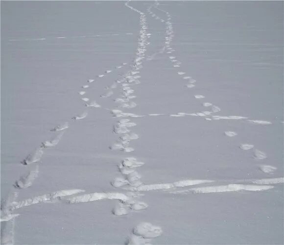 Видны заячьи следы. Заяц петляет следы. Следы на снегу. Запутанные следы на снегу. Следы зайца на снегу.