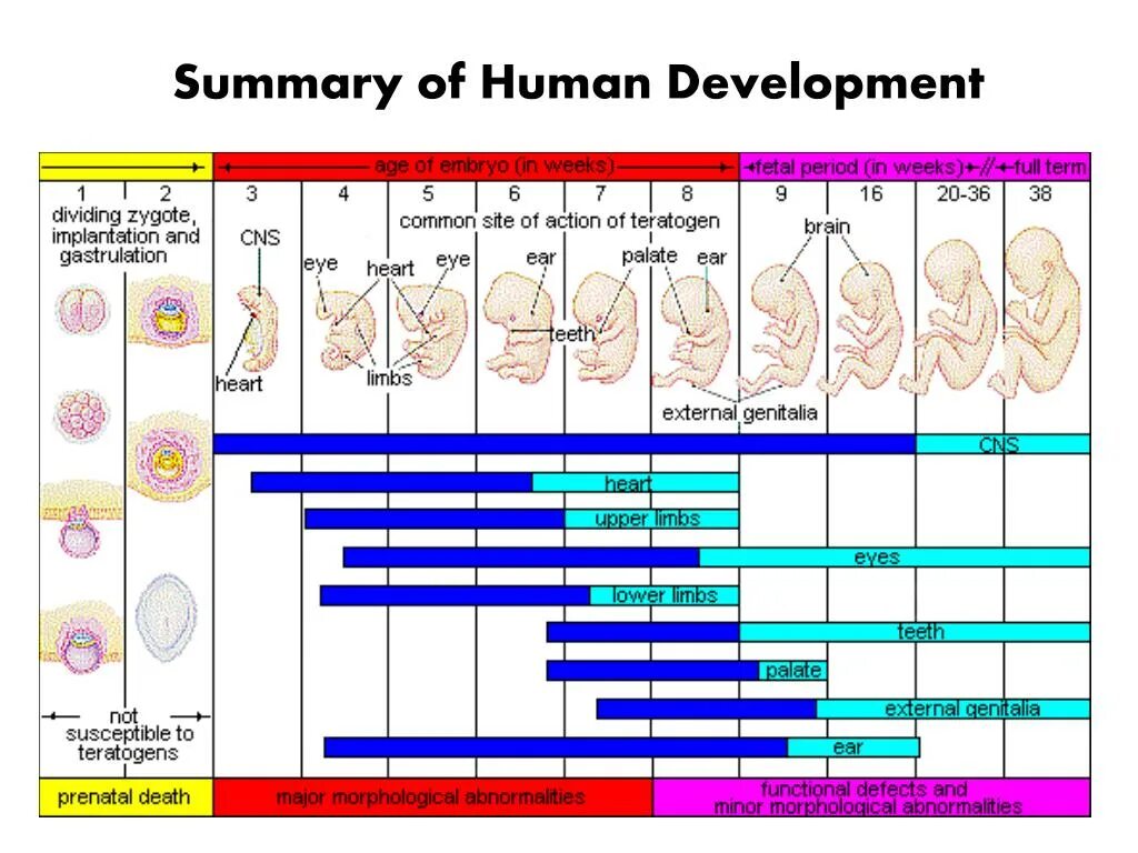 Критические периоды внутриутробного развития. Критические периоды развития человека. Critical periods of Embryo Development. Critical period of Development. Age periods