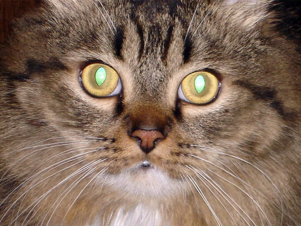 Глаза кошки. Светящиеся глаза кошки. Кот со светящимися глазами. Кошка со светящимися глазами.