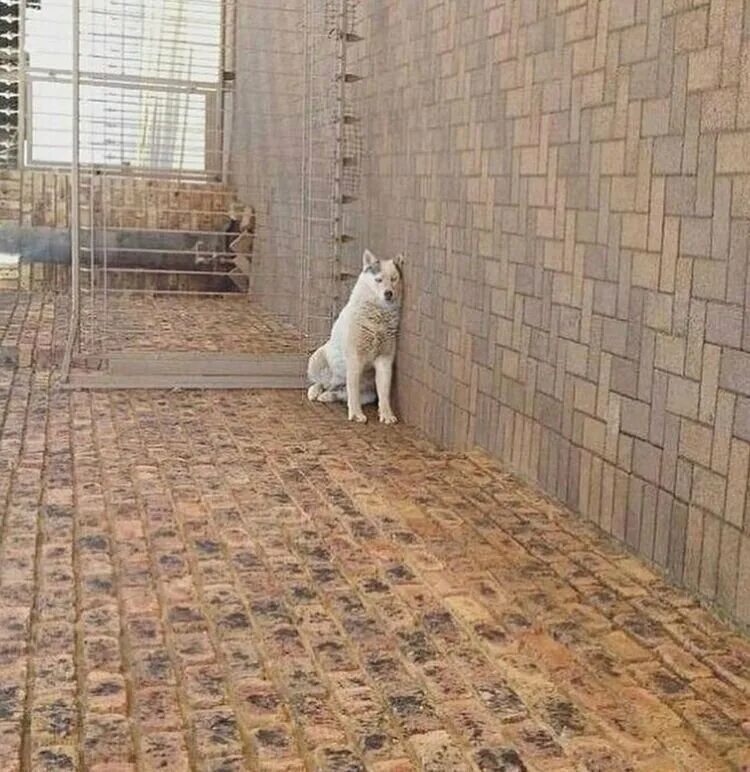 Присел прилег. Кот сяду полежать. Прилег присесть. Собака проснулась. Прилёг постоять сидя собака мем.