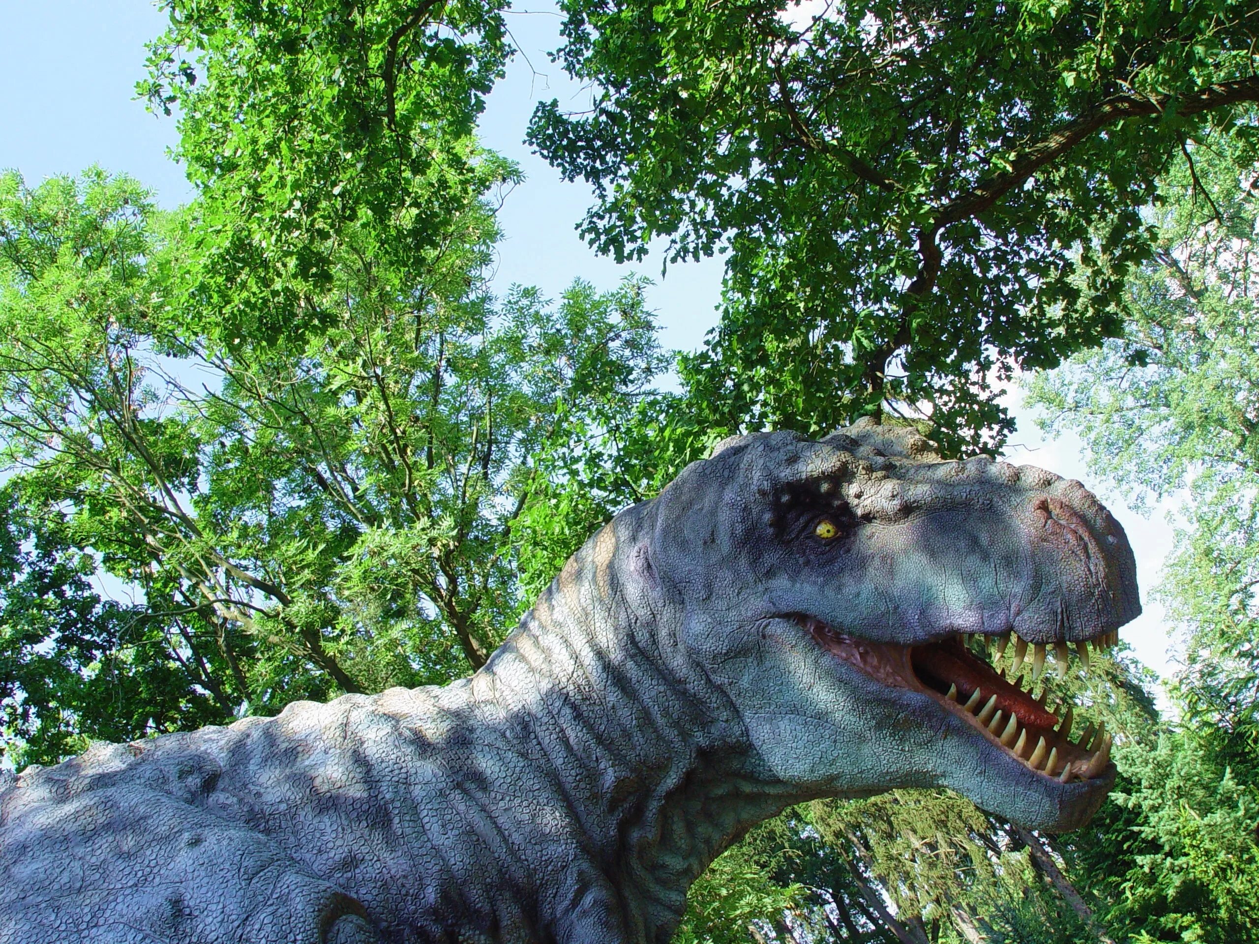Тираннозавр картинки. Тиранозавр рекс. Королевский Тираннозавр. Дино рекс. Тираннозавр Дино.