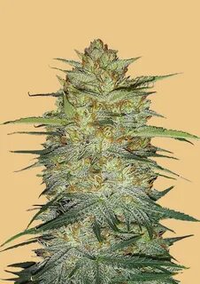 Original og