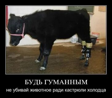 Гуманный ответ