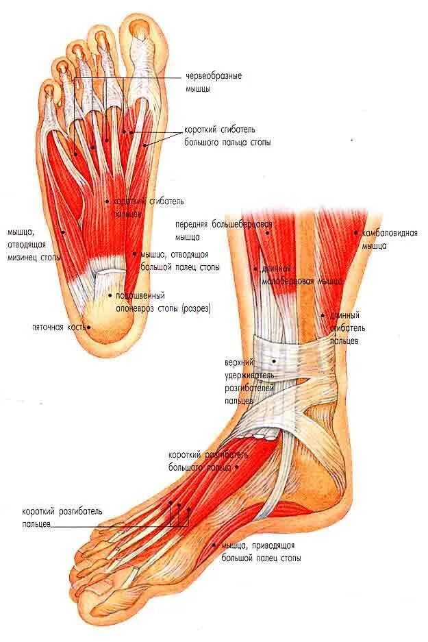 Болят ступни ноги внизу. Мышцы голени и свода стопы. Мышцы свода стопы анатомия. Мышцы подошвенной части стопы. Строение мышц свода стопы.