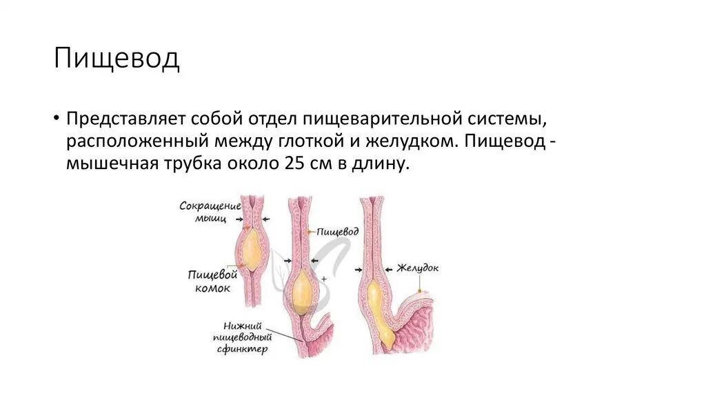 Пищеварительная система пищевод. Строение пищевода. Пищевод строение и функции. Пищевод процессы