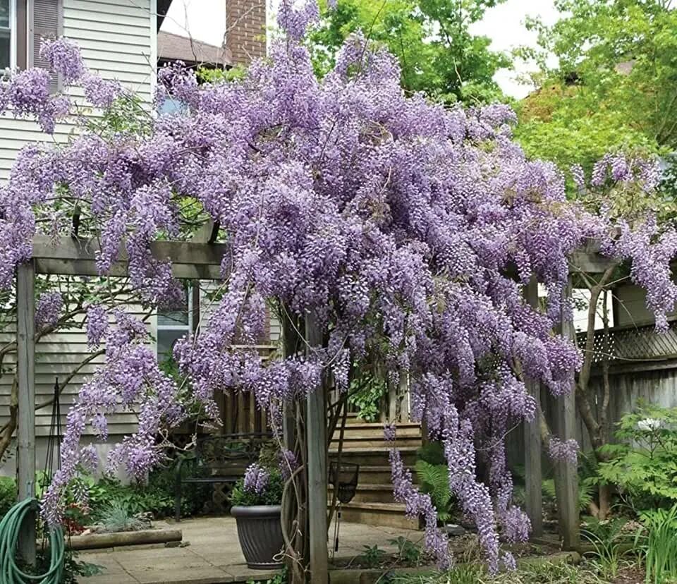 Глициния саженцы. Глициния макростахия голубая луна. Глициния wisteria sinensis. Глициния вистерия синенсис. Глициния китайская блю.
