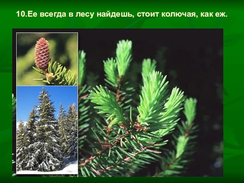 Каково значение хвойных растений в природе назовите. Класс хвойные. Роль хвойных растений. Функции хвойных деревьев. Роль хвойных растений в природе.