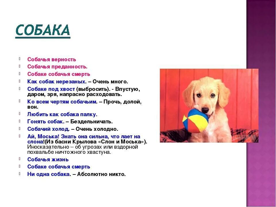Значение фразеологизма нужен как собаке пятая