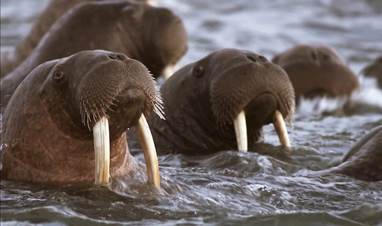 Звук моржа. Тихоокеанский морж (Odobenus rosmarus divergens). Атлантический морж. Лаптевский морж. Морж Аляски.