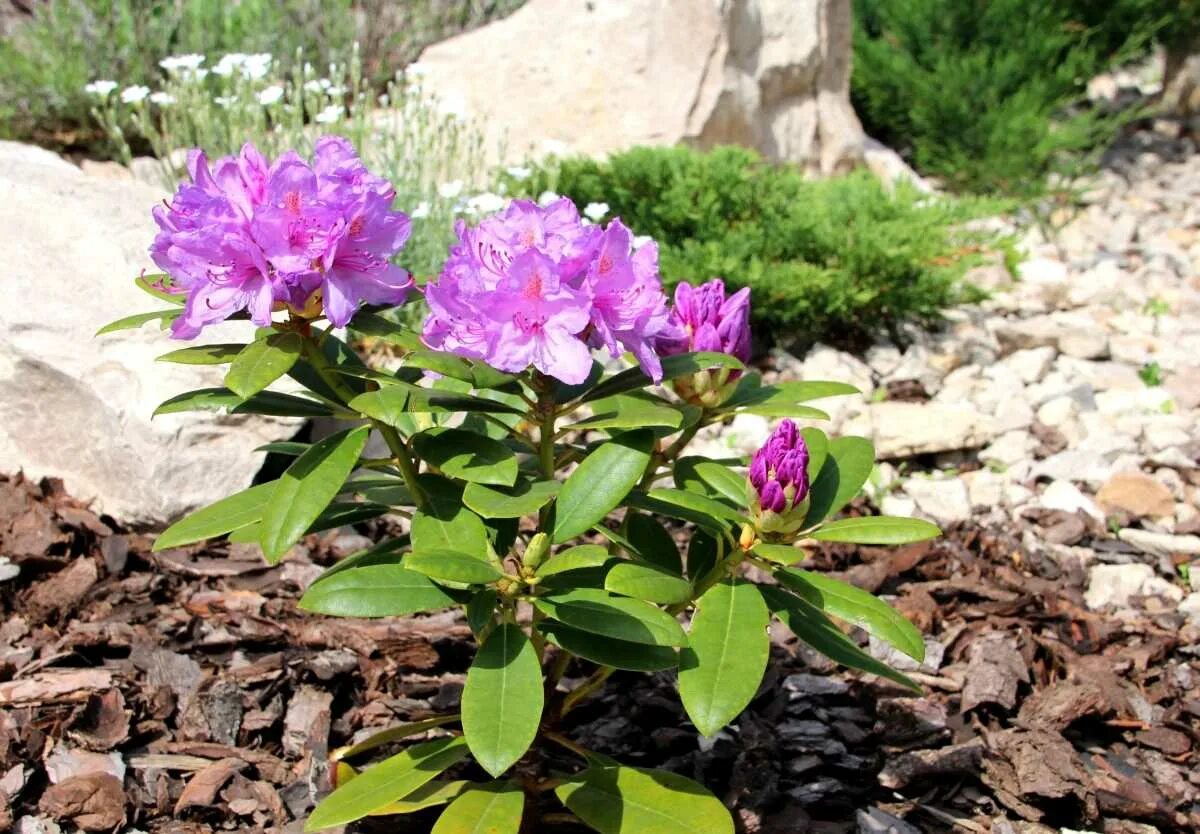 Рододендрон куст. Рододендрон катевбинский. Рододендрон Rosata. Рододендрон лавандула. Рододендрон садовый уход