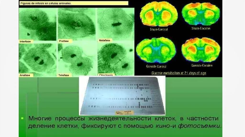 Какие методы используются для исследования клетки. Методы исследования клеток в цитологии. Методы современной цитологии. Методы клеточной биологии. Современные методы исследования в цитологии.