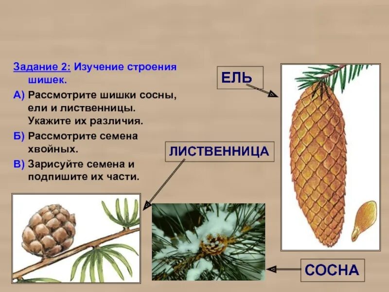 Сосна ель лиственница шишки. Ель обыкновенная шишка строение. Сосна обыкновенная шишки и хвоинки строение. Ель европейская строение хвои. Семена шишек сосны и ели