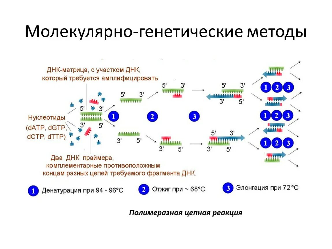 Материал исследования при молекулярно-генетическом методе. Молекулярно-биологический метод исследования генетики человека. Молекулярно-генетический метод ДНК- диагностика. Молекулярная генетика методы исследования. Днк 04.03 2024