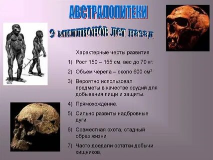 Австралопитек образ жизни особенности строения таблица
