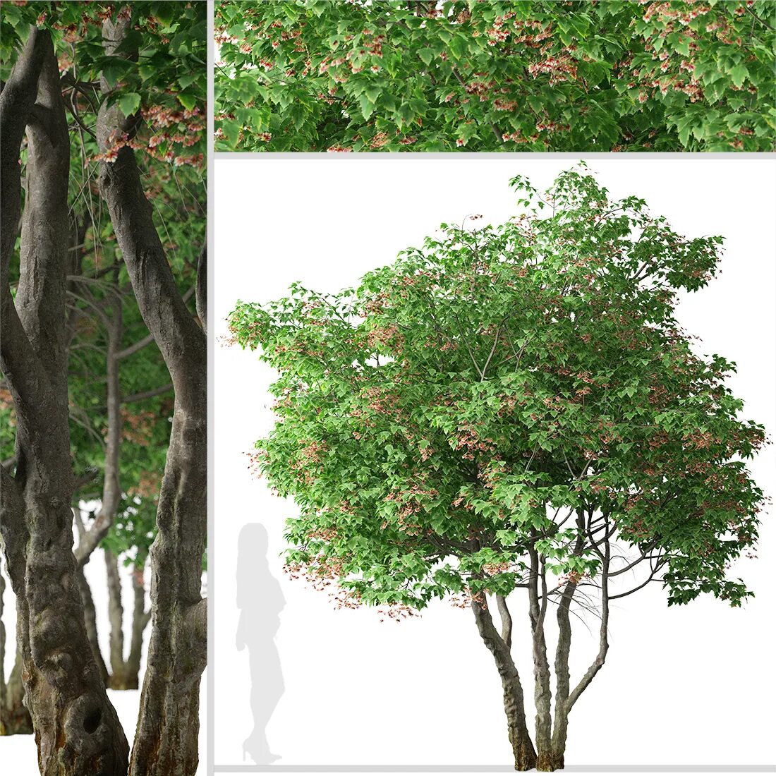 Названия деревьев на татарском. Tatar maple. деревья на татарском. деревья с русского на татарский. tatarian maple что за дерево.
