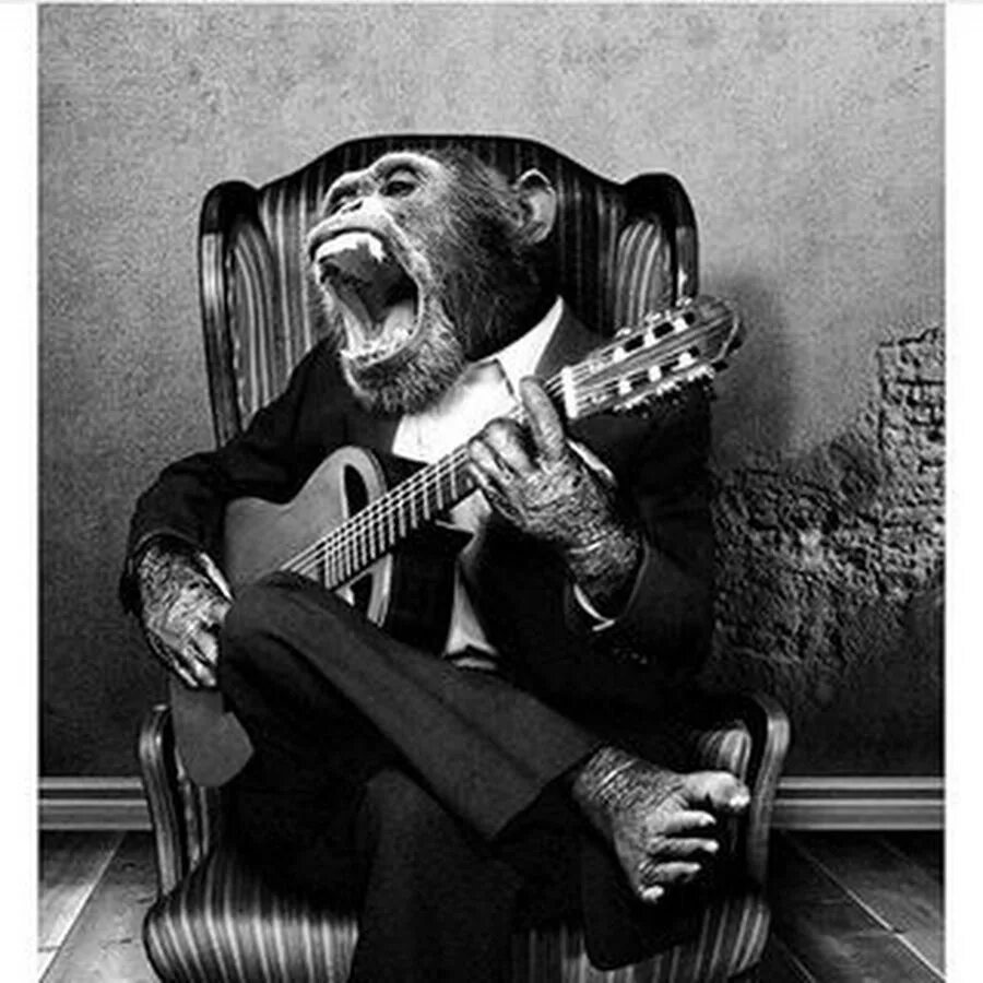Ни под чью. Обезьяна с гитарой. Картина обезьяна с гитарой. Смешные гитары. Обезьяна с гитарой Мем.