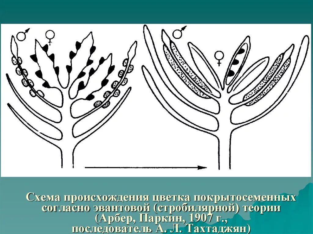 Стробилярная теория происхождения цветка. Теории происхождения цветка у покрытосеменных растений. Эвантовая теория происхождения цветка. Стробилярная гипотеза происхождения цветка.