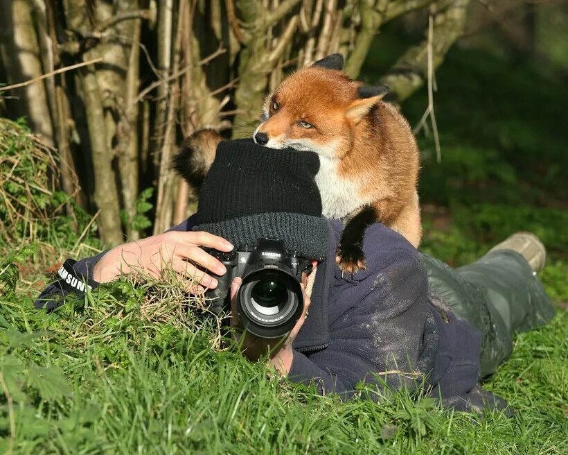 Фотографы дикой природы. Фотографирует животных. Фотографы дикой природы с животными. Лиса в дикой природе. Животные с фотоаппаратом.