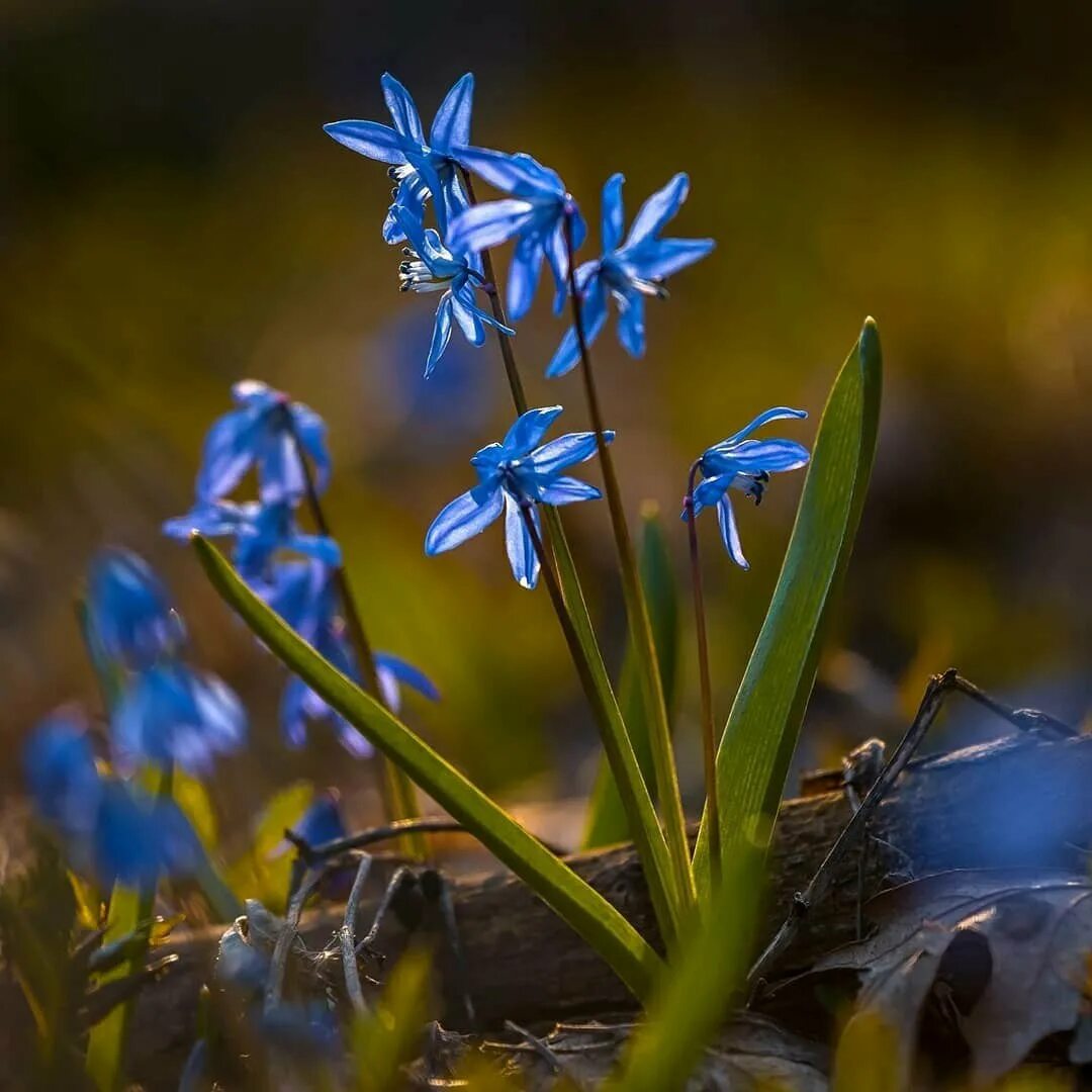 сцилла сибирская (луковица). пролеска сцилла. пролеска сибирская (сцилла). пролески это. пролески это.