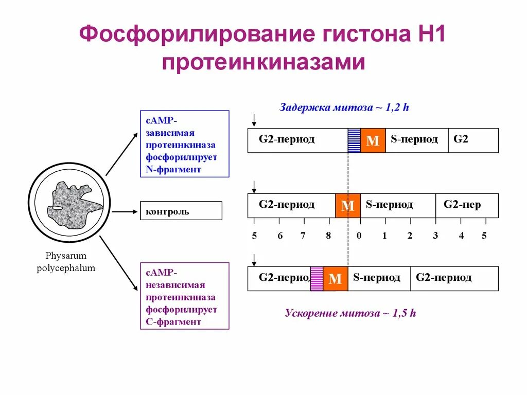 Предположите какая из представленных последовательностей принадлежит гистону. Фосфорилирование гистонов. Фосфорилирование гистонов приводит к. Фосфорилирование протеинкиназ. Фосфорилирование гистонов гистонов.