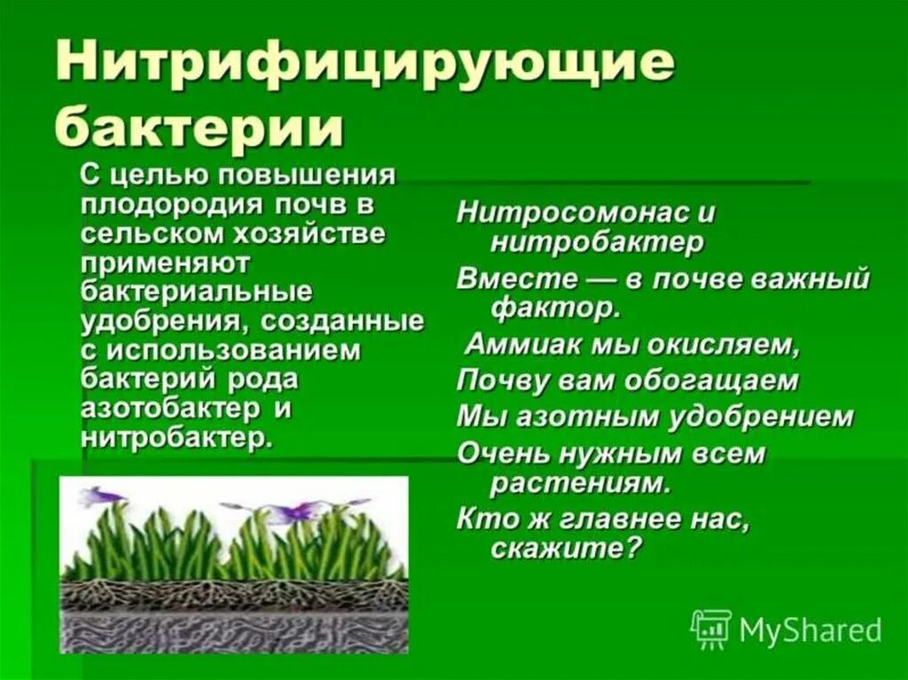 Повышение плодородие почвы называется. Нитрифицирующие бактерии это продуценты. Нитрифицирующие бактерии редуценты. Нитрифицирующие бактерии в природе. Роль нитрифицирующих бактерий в природе.