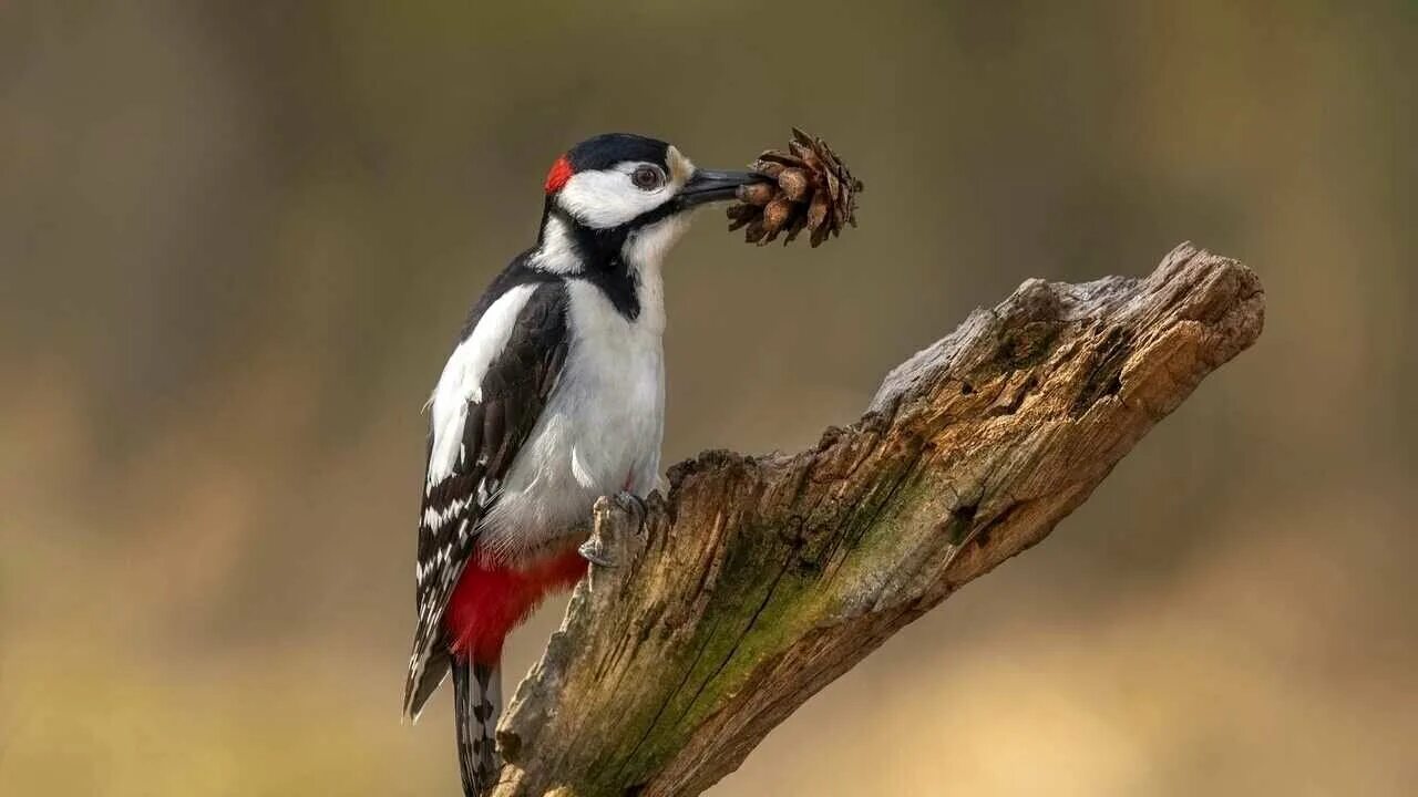 слова изменяющиеся по родам. пестрый дятел несет в клюве сосновую шишку. дятел клюет шишку. найдите в предложении слова которые изменяются в единственном. пестрый дятел несет в клюве сосновую шишку разобрать предложение.