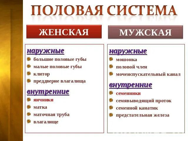 Строение мужской половой системы наружные и внутренние. Строение и функции мужской половой системы таблица. Половая система строение и функции. Строение и функции женской половой системы таблица.