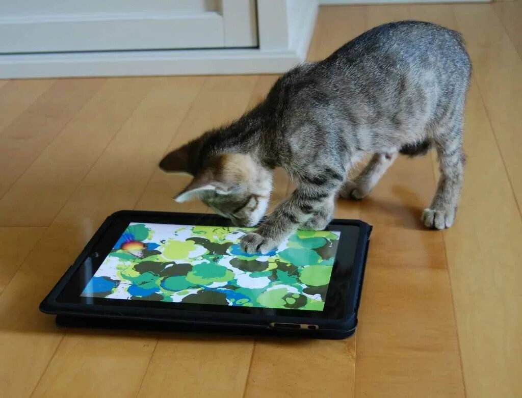 Игрушка для кошки на экране телефона. Кошка с планшетом. Гаджеты для кошек. Игрушки для котиков на экране. Игрушка для кошек на планшете.