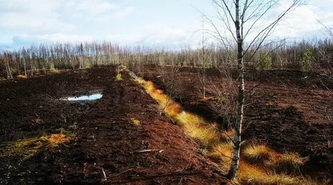 Какая земля в болоте