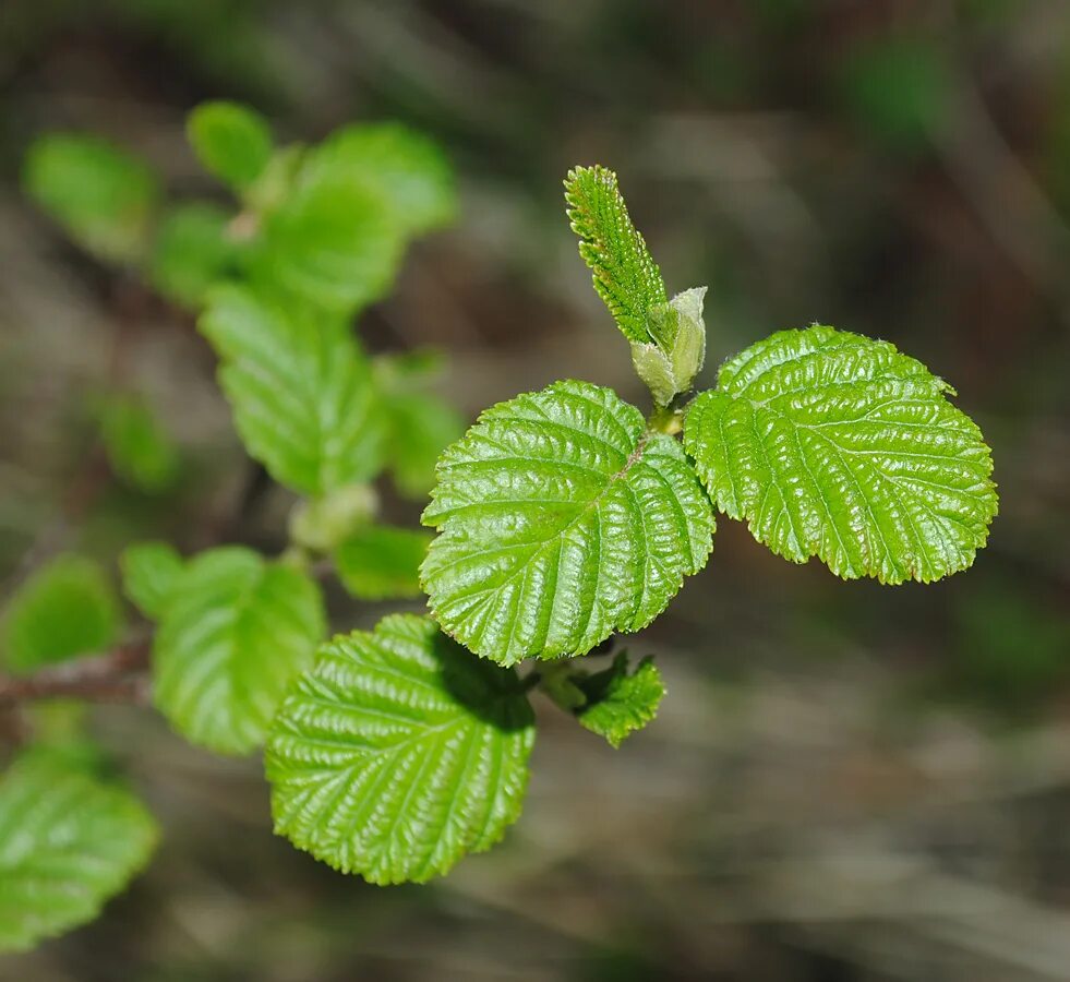 Ольха серая Alnus incana. Ольха дерево листья. Ольха на севере. Ольха серая(Alnus incana) соцветия.