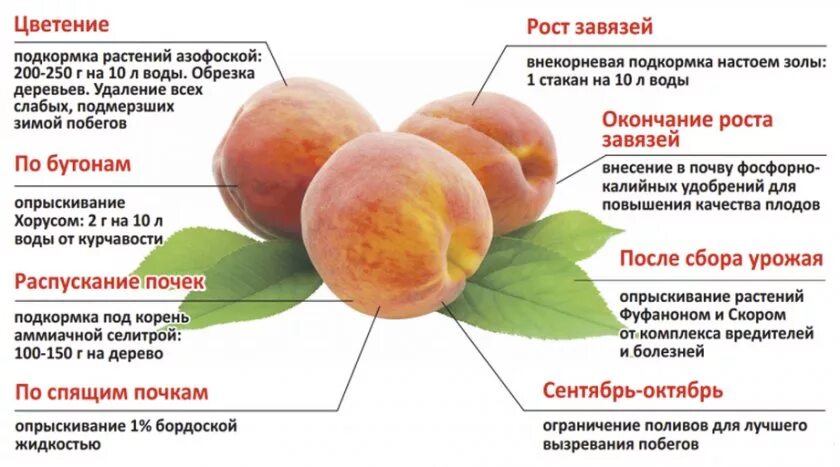 Схема подкормки персика. Схема удобрения абрикоса. Схема подкормки плодовых деревьев. Схема подкормки абрикоса. Нектарин калорийность
