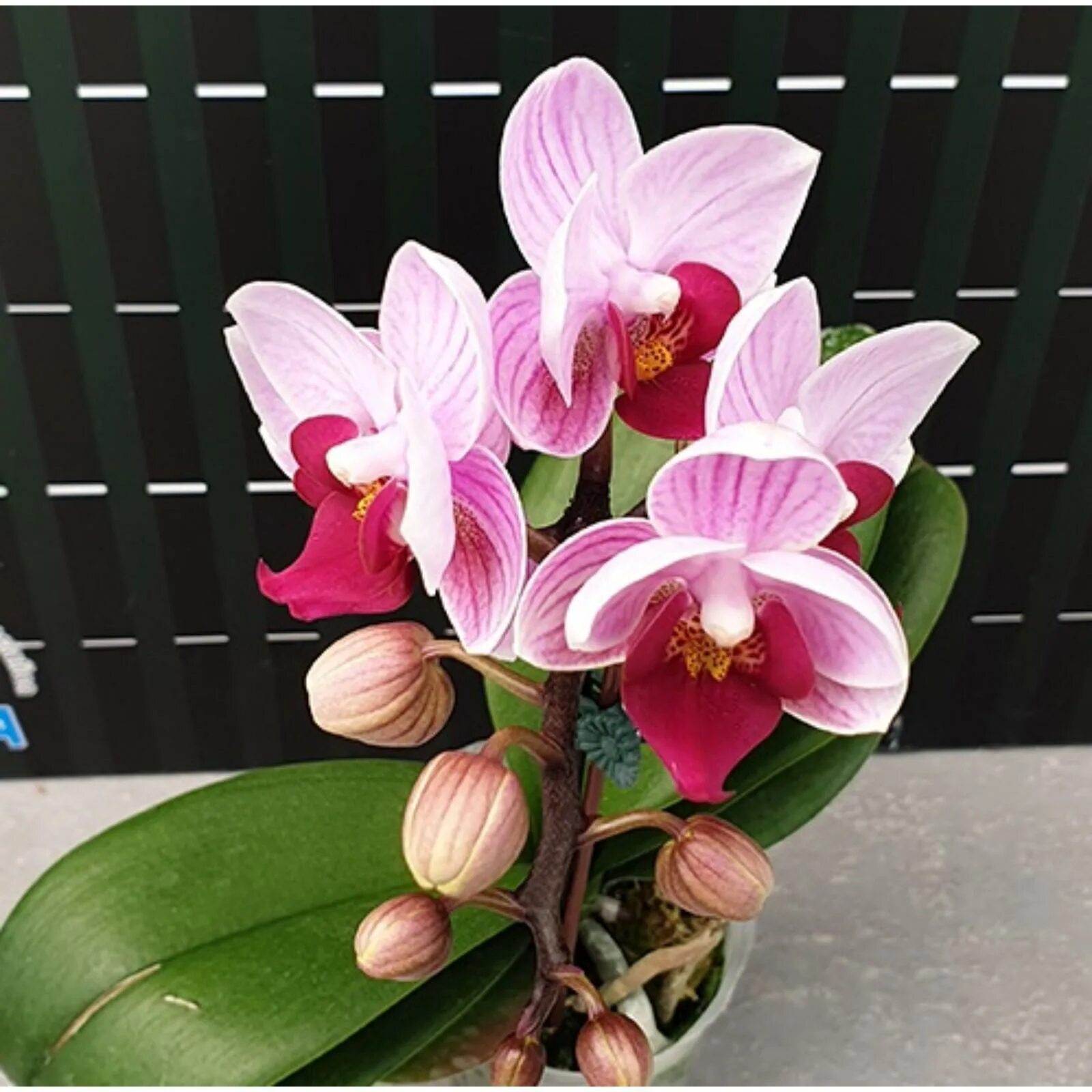 Орхидея микки фото Phal. Miki Galaxy 69 2.5  Сервис коллективных заказов