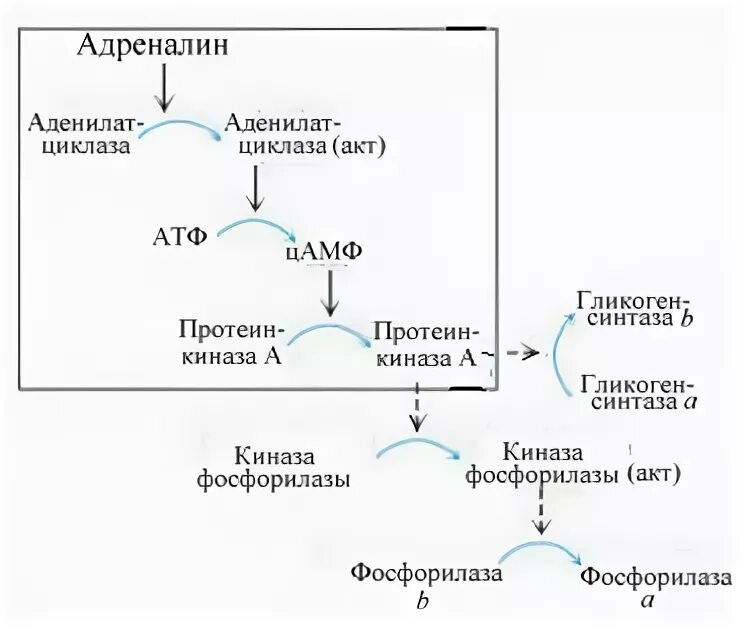 Адреналин и глюкоза. Регуляция распада гликогена схема. Адреналин гликоген. Влияние инсулина на синтез гликогена. Биосинтез гликогена: механизм, регуляция.