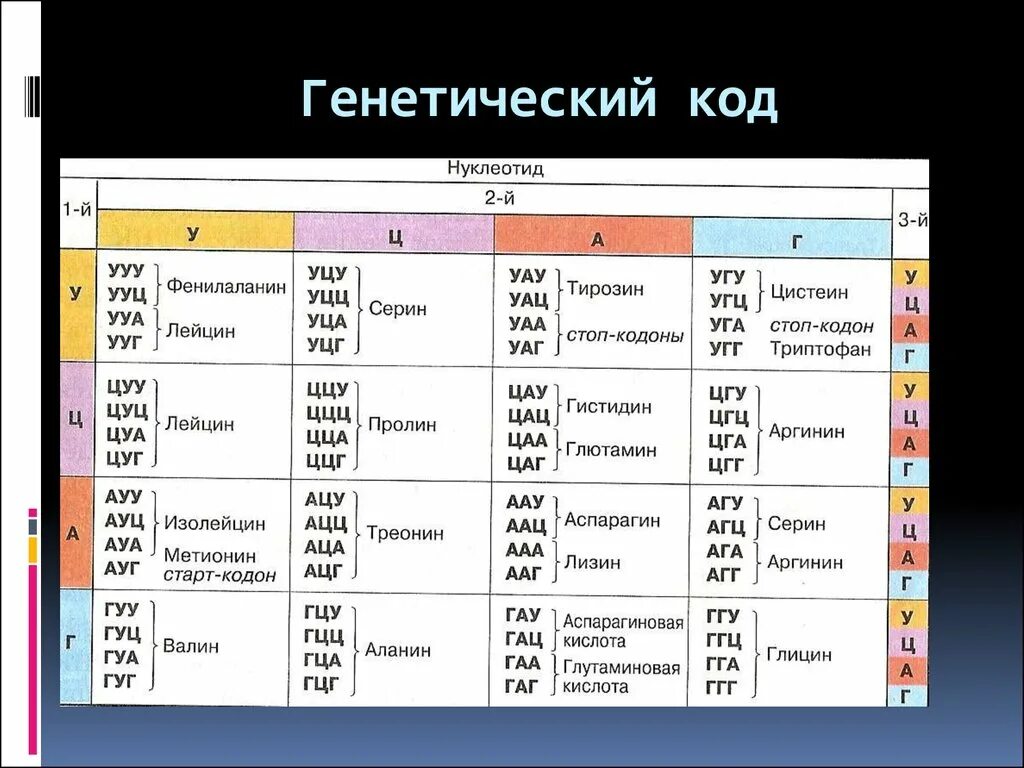 Таблица генетического кода биология 10 класс. Таблица генетического кода расшифровка. Биология таблица кодонов. Таблица генетического кода ЕГЭ биология.