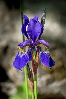 Iris 20