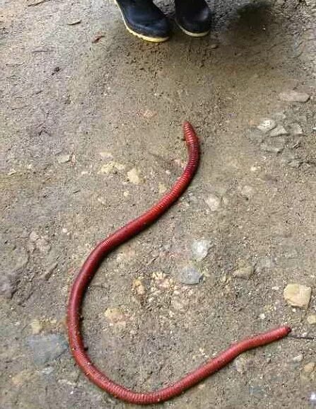 Самой большой червь. Австралийский гигантский дождевой червь.