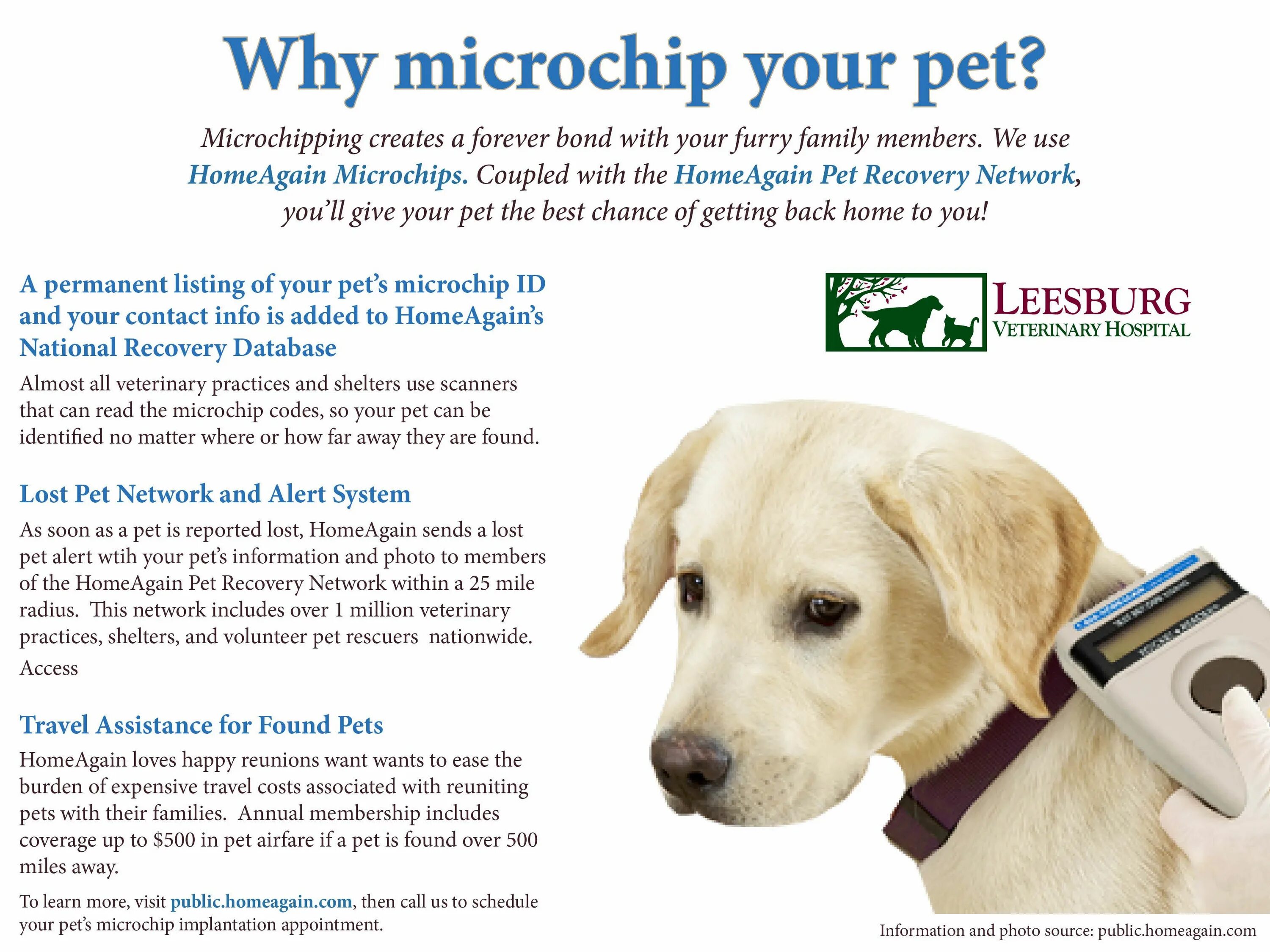 Pet можно ли. Microchip for Dogs. Микрочип* Pet link. Номер чипа собаки. Microchip Clinic for Pets.