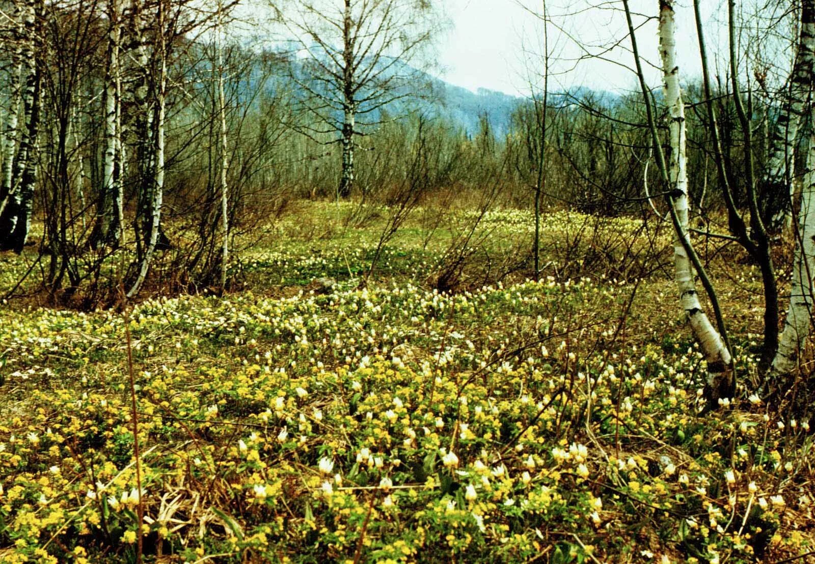 В лесу зацвели. Весенние леса. Весенний лес. Апрель в лесу.