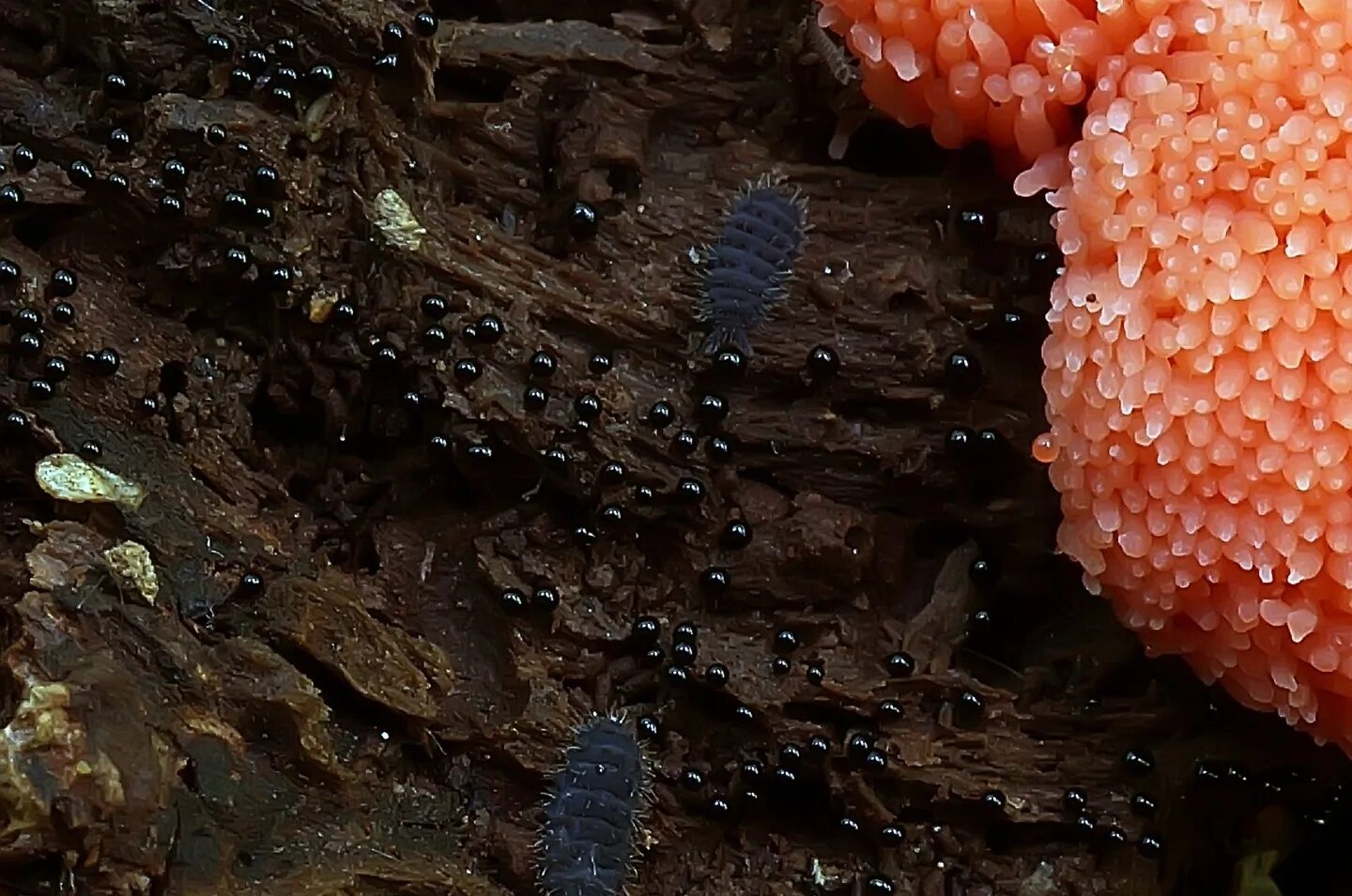 Слизевик плазмодий. Удивительные грибы плазмодий. Stemonitis axifera. Плазмодий гриб. Гриб цветок слизевик.