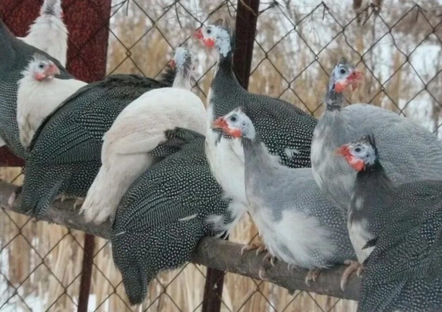 Куфар птицы