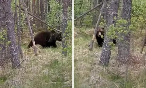Увидел медведей