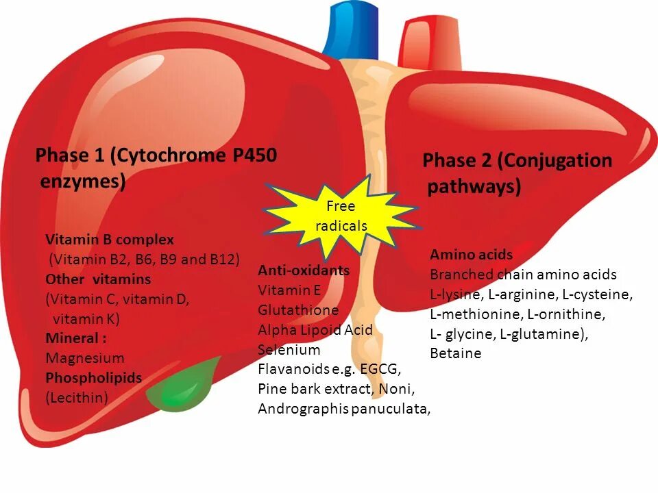 строение и функции цитохрома p450. ферменты цитохром p450. цитохром p450 строение. ферменты цитохром p450. строение и функции цитохрома р450.
