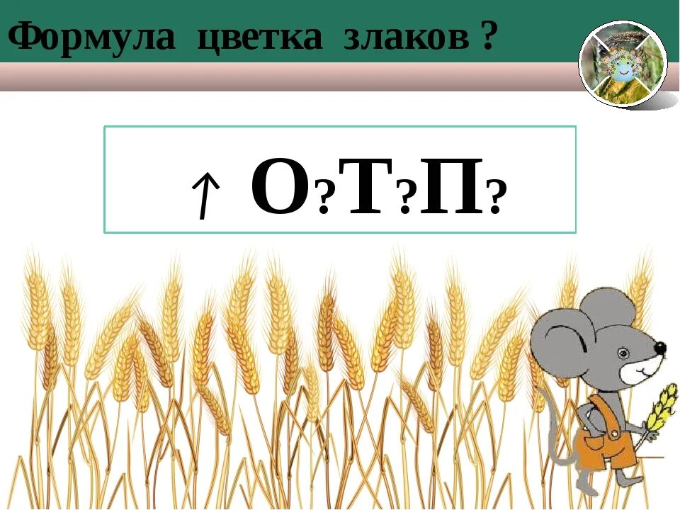 Какая формула цветка семейства злаки. Злаковые презентация 7 класс. Формула цветка семейства злаковые 7 класс. Формула цветов злаковых. Семейство злаковые формула.