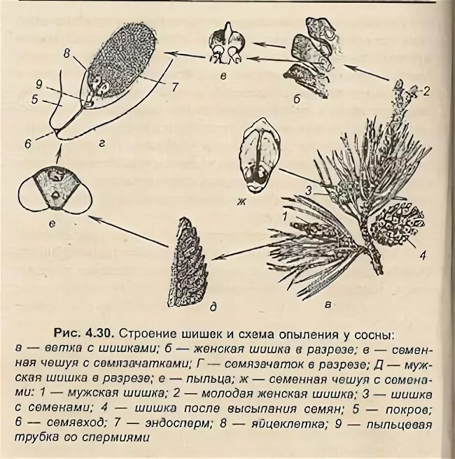 Какую форму имеет строение шишки сосны. Цикл развития сосны обыкновенной женские шишки. жизненный цикл шишки сосны схема. жизненный цикл женской шишки сосны обыкновенной. жизненный цикл шишки сосны.