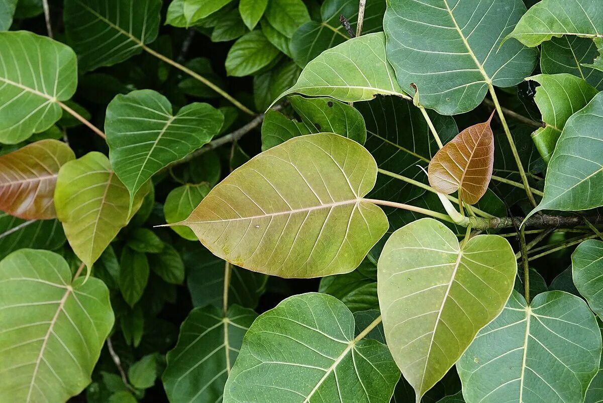 Фикус найди. Ficus arnottiana. Фикус бенгальский Рой. Фикус умбрелла. Фикус Лютея.