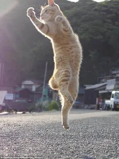 Кот бесится
