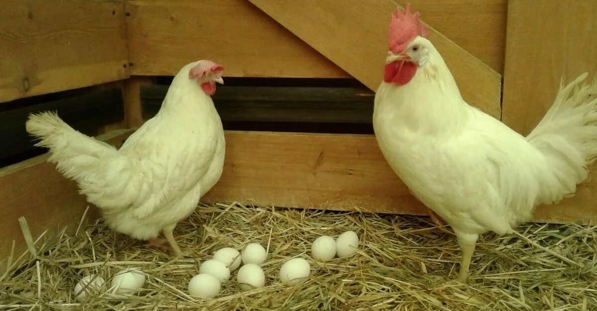 Белые куры несут белые яйца. Леггорн Браун. Леггорн порода кур яйца. Белый Леггорн. Бурый Леггорн.