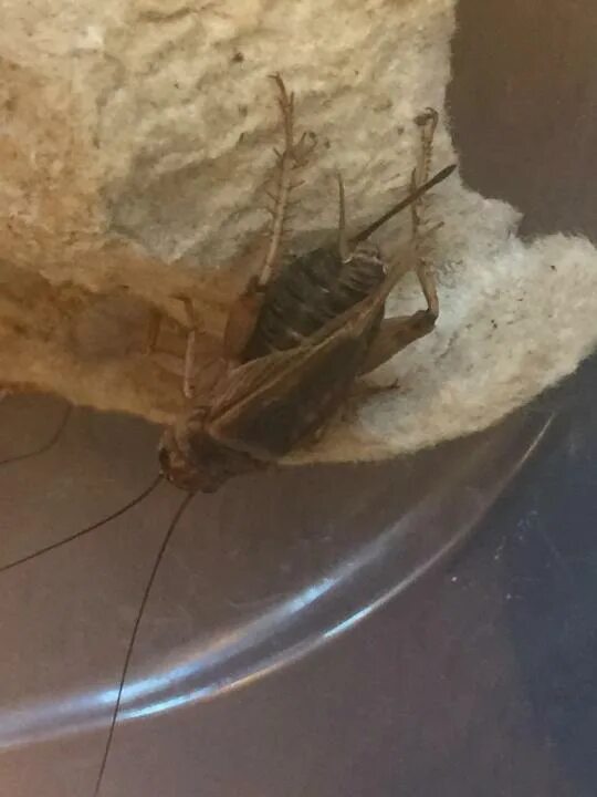 Как избавиться от сверчков. Сверчок в квартире. Сверчок насекомое. Домашние сверчки как избавиться. Ловушка для сверчка.